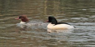 Goosander Lake Meadows 02-01-2016 WEB 055.jpg