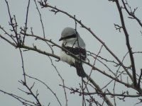 Great Grey Shrike - Heybridge Jan15 1660x1200.jpg