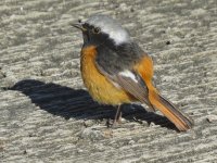 IMG_6025 Daurian Redstart @ Wong Lung Hang.JPG