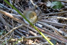 IMG_6034 Rufous-tailed Robin @ Sunset Peak.JPG