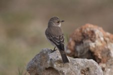 Spotted-Flycatcher-Muscicapa-striata-MG_4705.jpg