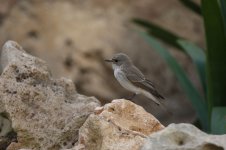 Spotted-Flycatcher-Muscicapa-striata-MG_4712.jpg