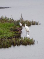 Egrets and Heron comp.jpg