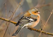 Chaffinch Detailed.jpg