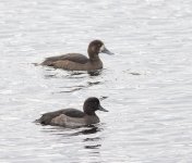 SCAUP 5.jpg