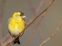 Siskin.jpg