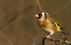 Goldfinch posing.jpg