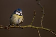 Fluffy Blue Tit.jpg