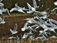 Gulls(s) - Chilmead Farm - 28th Feb 2016.jpg