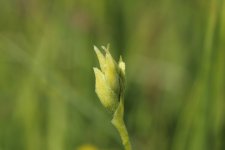 Irish Ladys Tresses in bud Loch Shiel  21.JPG