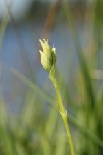 Irish Ladys Tresses in bud Loch Shiel  26.JPG