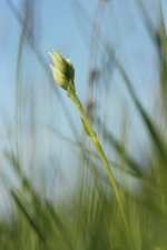 Irish Ladys Tresses in bud Loch Shiel  29.JPG