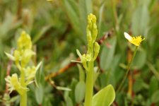 Fen orchid Kenfig 05.JPG