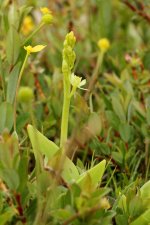 Fen orchid Kenfig 24.JPG