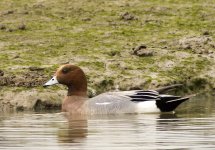 eurasian wigeon M MP GX8 stx85 TLSAPO23_1070520.jpg