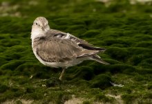 common sandpiper groom DB MP GX8 stx85 TLSAPO23_1070377.jpg