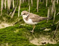 little ringed plover DB MP GX8 stx85 TLSAPO23_1070310.jpg