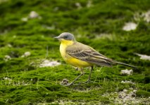 yellow wagtail DB MP GX8 stx85 TLSAPO23_1070279.jpg