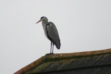 heron1.jpg