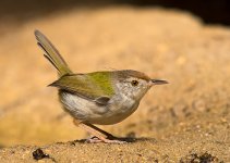 common tailorbird pond lamma D810 200-500mm_DSC0027.jpg