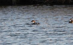 2.smew IMG_3646.jpg