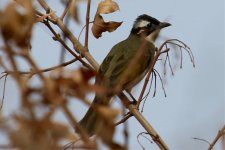 Light-Vented (Chinese) Bulbul.jpg