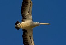 pelican flight Syd D7200 200-500mm_DSC1373.jpg