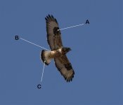 Rough-legged Hawk.jpg