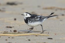 Pied Wagtail _G9A1104.jpg