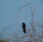 groove-billed ani lr-2.jpg