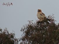 2016.01.20 Booted Eagle.JPG