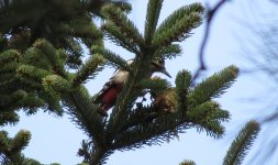 IMG_3728 - Great Spotted Woodpecker @ Geneva BG.JPG