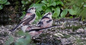 IMG_3802 - Long-tailed Tits @ Geneva BG.JPG