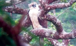 philippine-eagle-in-apayao_1.jpg