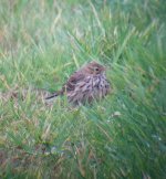 Meadow Pipit 1 (951x1024).jpg