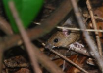 Wood-Mouse-small.jpg