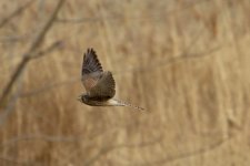 Eurasian Kestrel (4).jpg