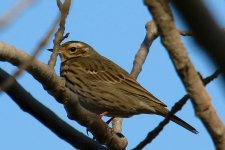 Olive-backed Pipit.jpg