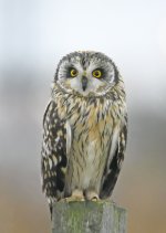 Short-eared-Owl.jpg