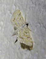 Parapoynx nr diminutalis 22 11 15 (1).JPG