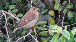 IMG_5848 Common Rosefinch @ Airfield Rd.JPG