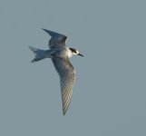 Common Tern_edited-1.jpg