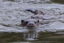 20160306 (8)_Otter (1024x682).jpg