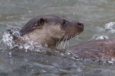 20160306 (39)_Otter (1024x683).jpg