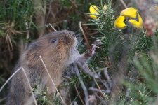 20160306 (62)_Water_Vole (1024x683).jpg