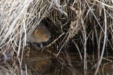 20160306 (65)_Water_Vole (1024x683).jpg