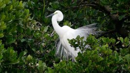 Great Egrets Breeding3 Preening MP GX8 stx85 TLSAPO23 8Mar 2016.jpg