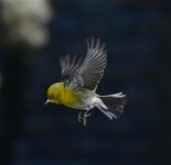 Pine Warbler by Doris Ratchford.jpg