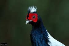 Swinhoe's Pheasant 6.jpg