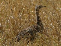 Bustard_2.jpg